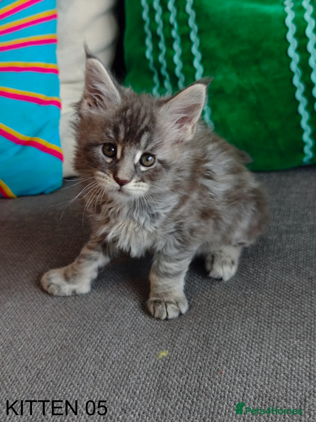 Maine Coon cats for sale: PURE BREED MAINE COON KITTENS READY EARLY MARCH - Advert 26