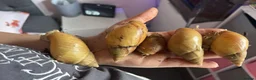 Snails invertebrates for sale: Giant African land snails - albino fulica - Advert 3
