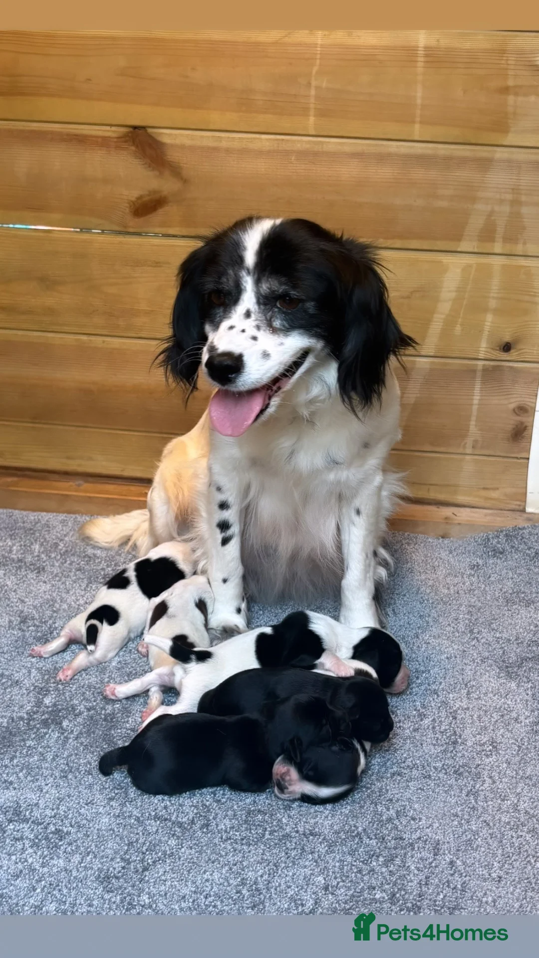Sprocker dogs for sale: Sprocker spaniels  in Caernarfon - Advert 1
