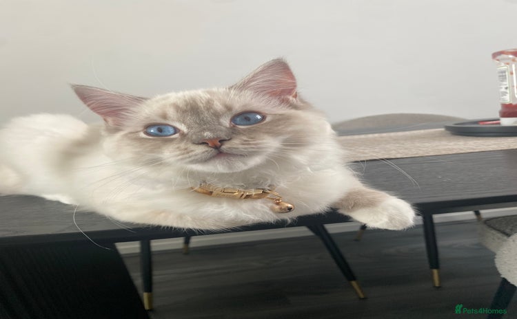 Ragdoll cats - Advert 1