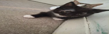 Mixed Breed 2