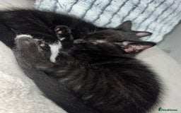 Domestic Shorthair cats for sale: Beautiful kittens looking for forever homes🩷💙🐾 - Image 2