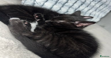 Domestic Shorthair cats Beautiful kittens looking for forever homes🩷💙🐾 - Advert 14