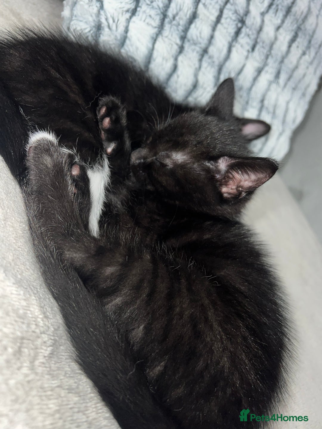 Domestic Shorthair cats for sale: Beautiful kittens looking for forever homes🩷💙🐾 - Image 2