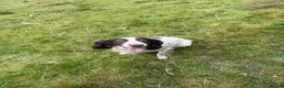 English Springer Spaniel dogs for sale: 5 YEAR OLD SPRINGER SPANIEL in South Molton - Advert 1