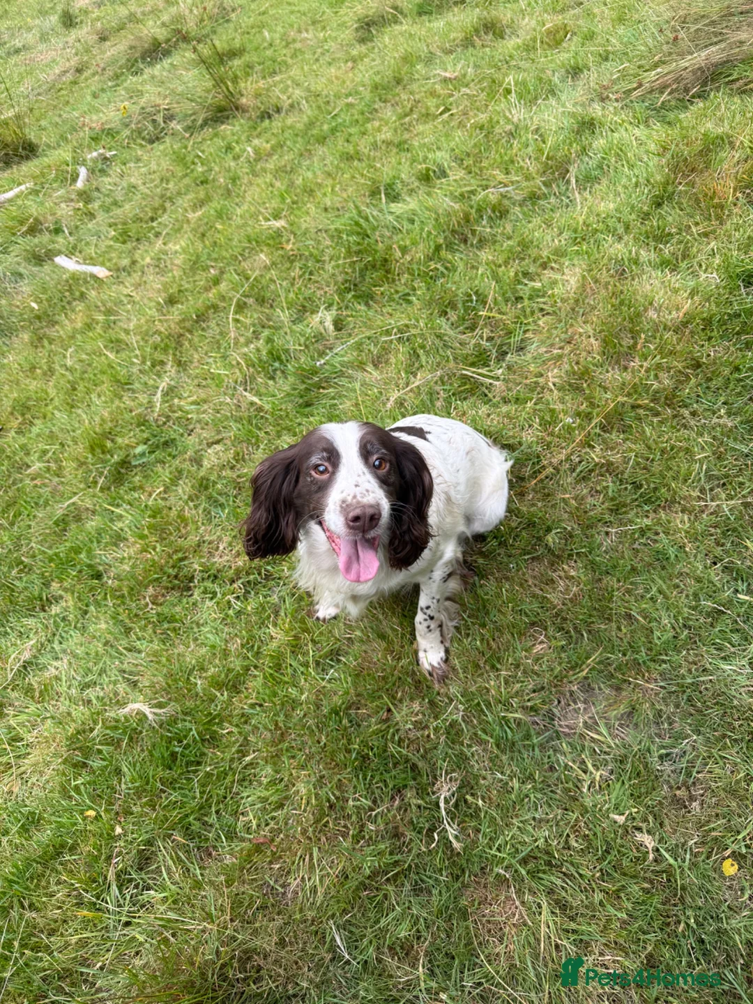 English Springer Spaniel dogs for sale: 5 YEAR OLD SPRINGER SPANIEL in South Molton - Advert 1