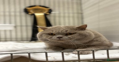 British Shorthair cats - Advert 8