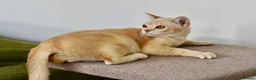 Burmese cats for sale: Pedigree Burmese Red male - Advert 6