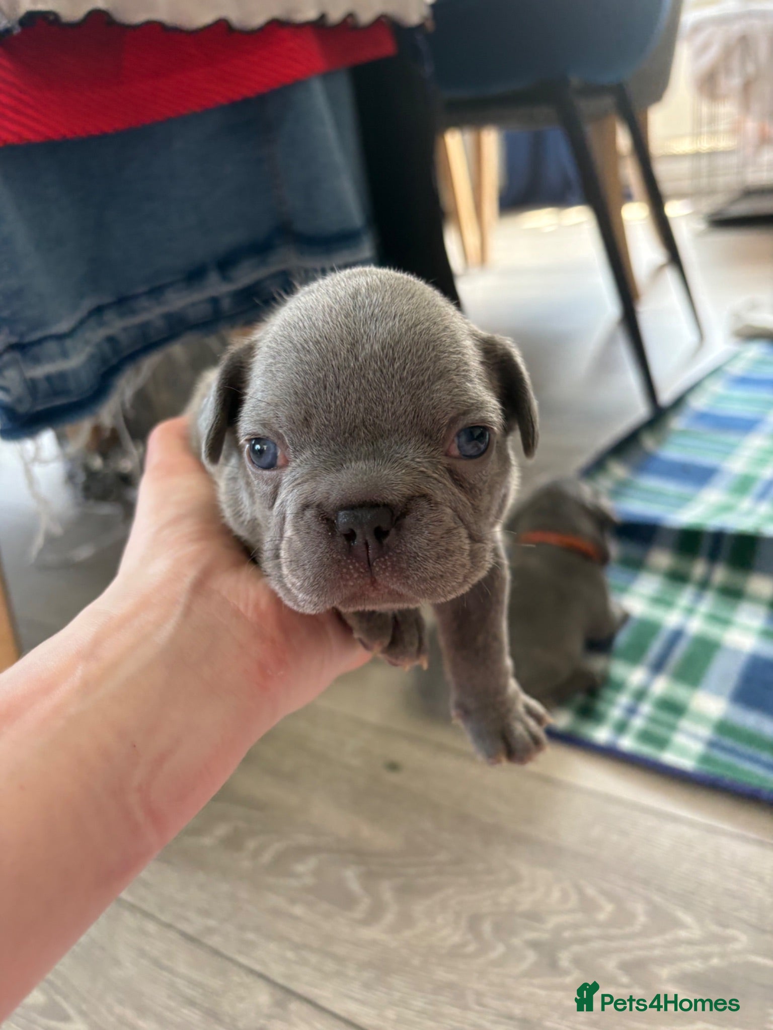 French Bulldog dogs Only 2 stunning blue French bulldog boys left  - Advert 14