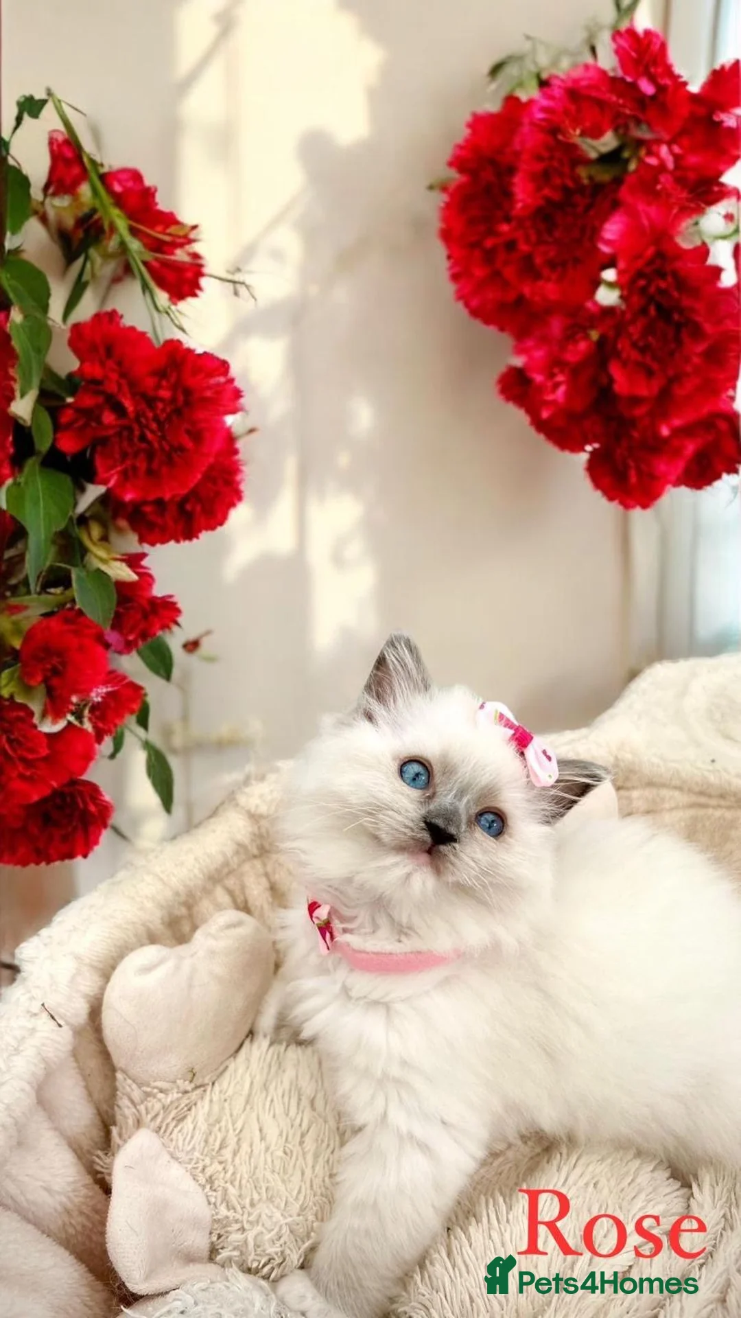 Ragdoll cats for stud: Blue point Ragdoll male for stud duty  in Purley - Advert 10