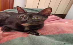 Siamese cats for adoption: Siamese cross and Tortoiseshell sister - Image 10