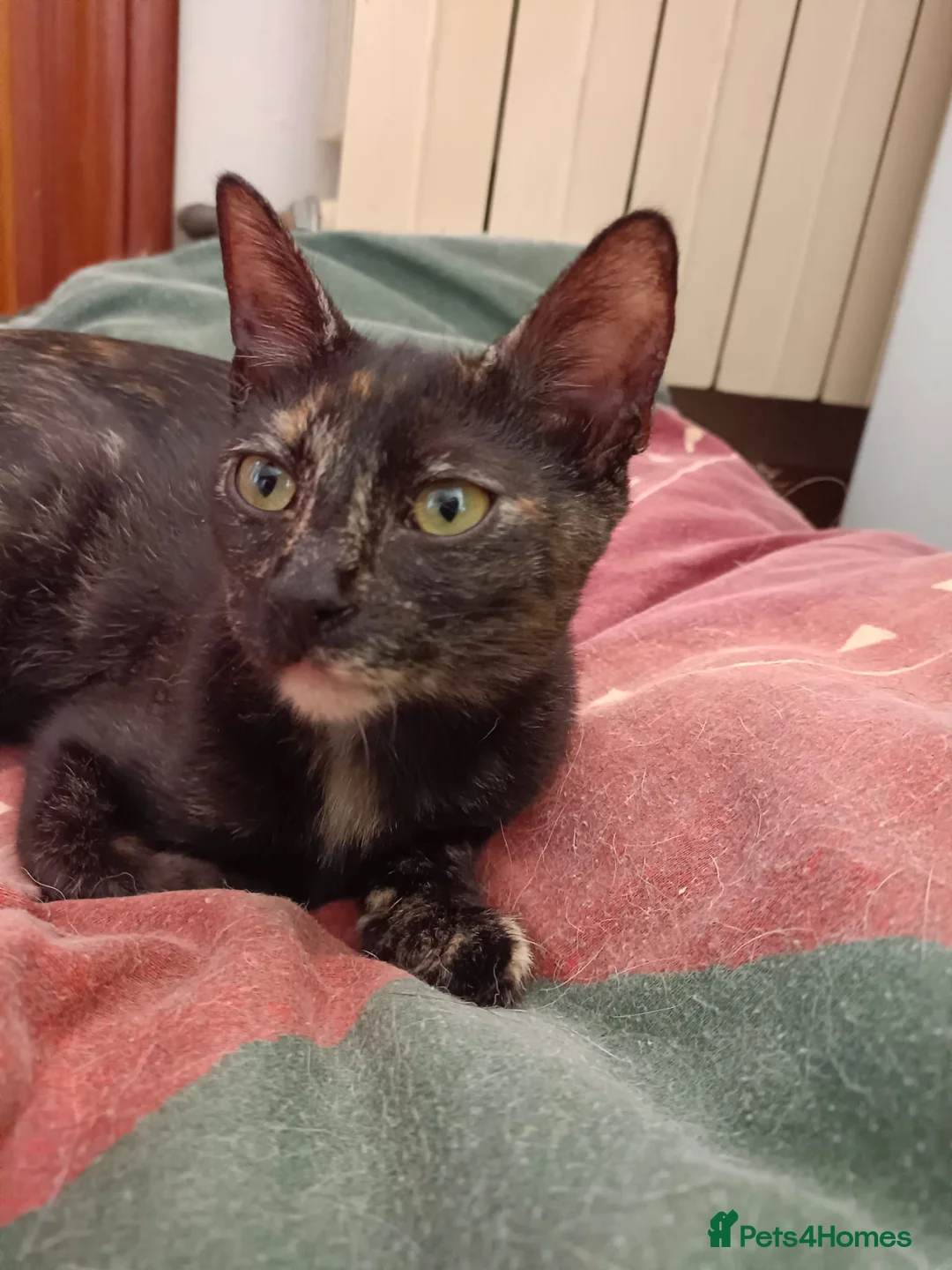 Siamese cats for adoption: RESERVED Siamese cross and Tortoiseshell sisters - Advert 13