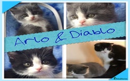 Ragdoll cats for sale: 7yr old Brothers need new home!! - Image 13