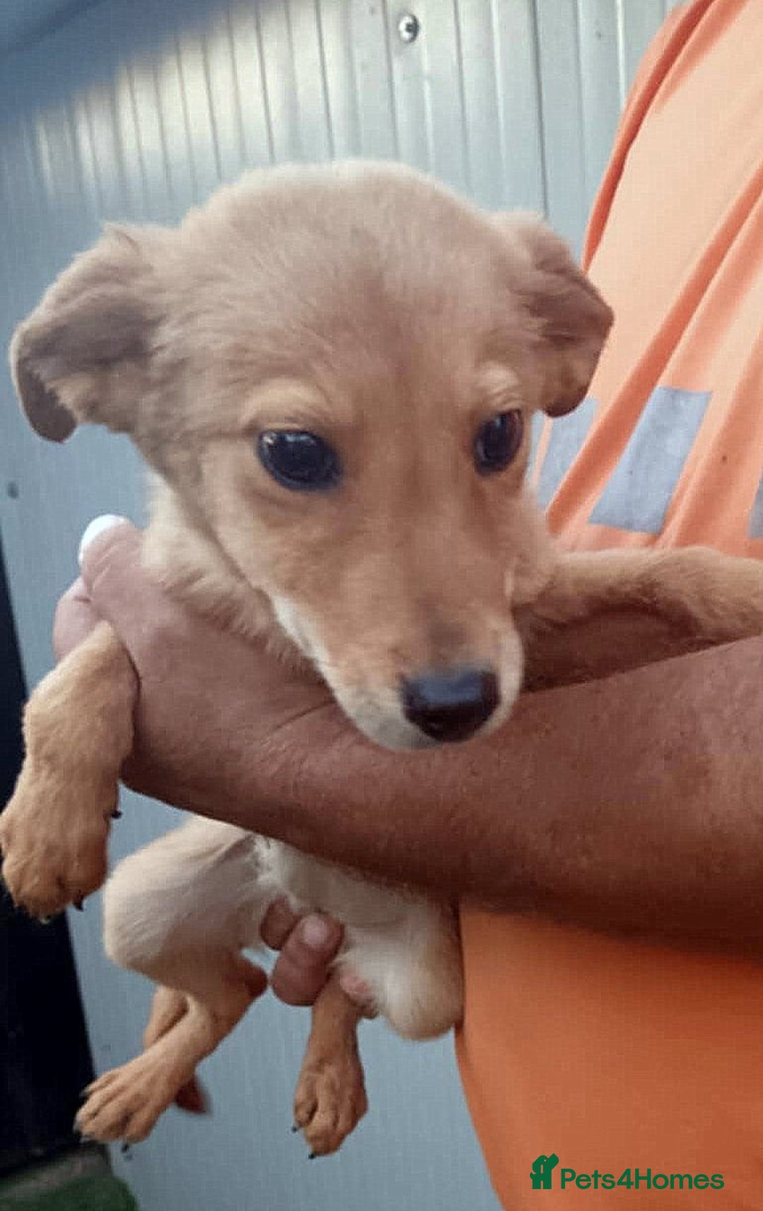 Mixed Breed dogs for adoption: 💖 Mila – a delicate soul in need of love 💖 - Advert 2