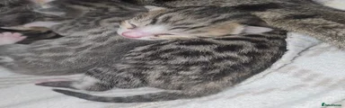 Bengal Kitten 2 Male