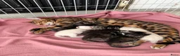 Bengal cats for sale: Bengal cross kittens - Advert 2