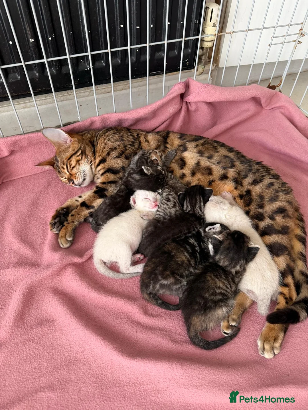Bengal cats for sale: Bengal cross kittens - Advert 2