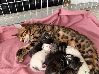 Bengal cats Bengal cross kittens - Advert 2