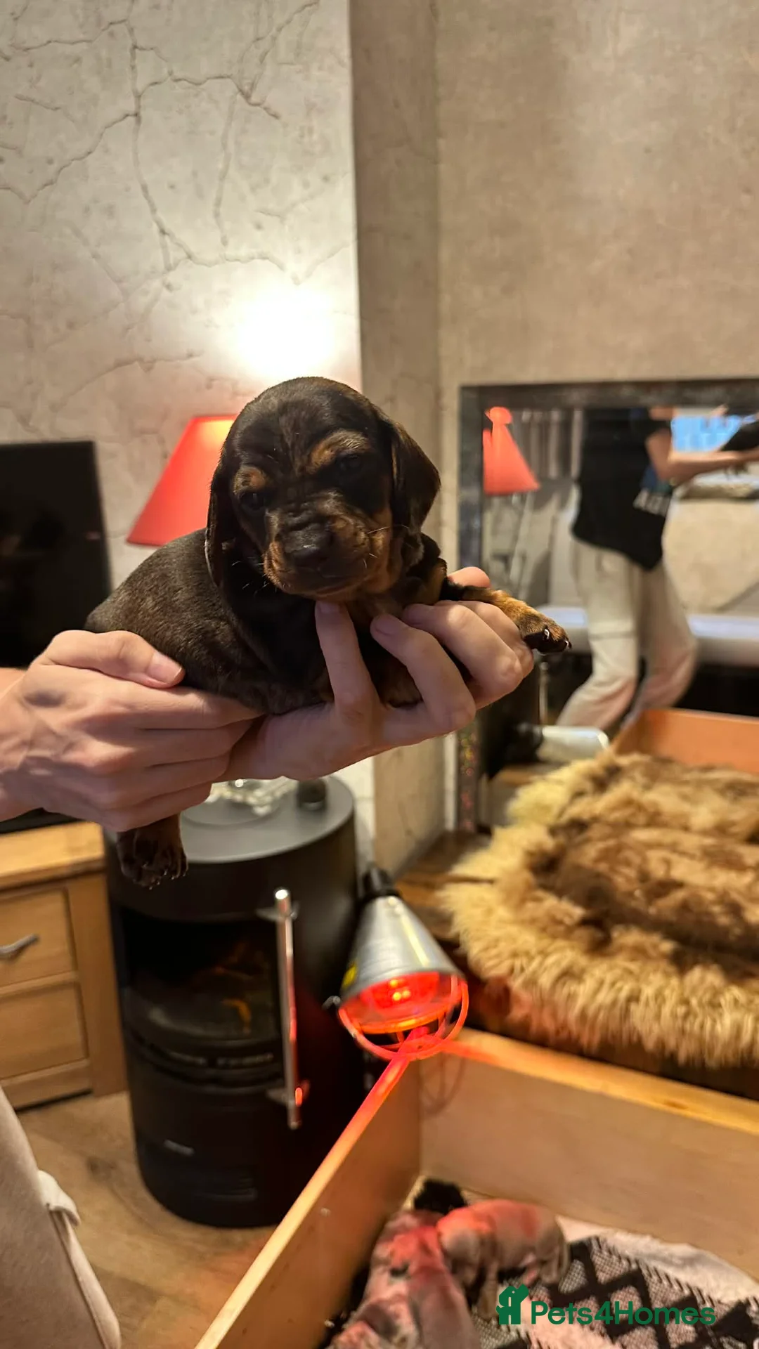Dachshund dogs for sale: Beautiful dachshund puppies - Advert 2