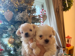 Maltese dogs Meet Your Little Heart Melters ❄️ - Advert 2