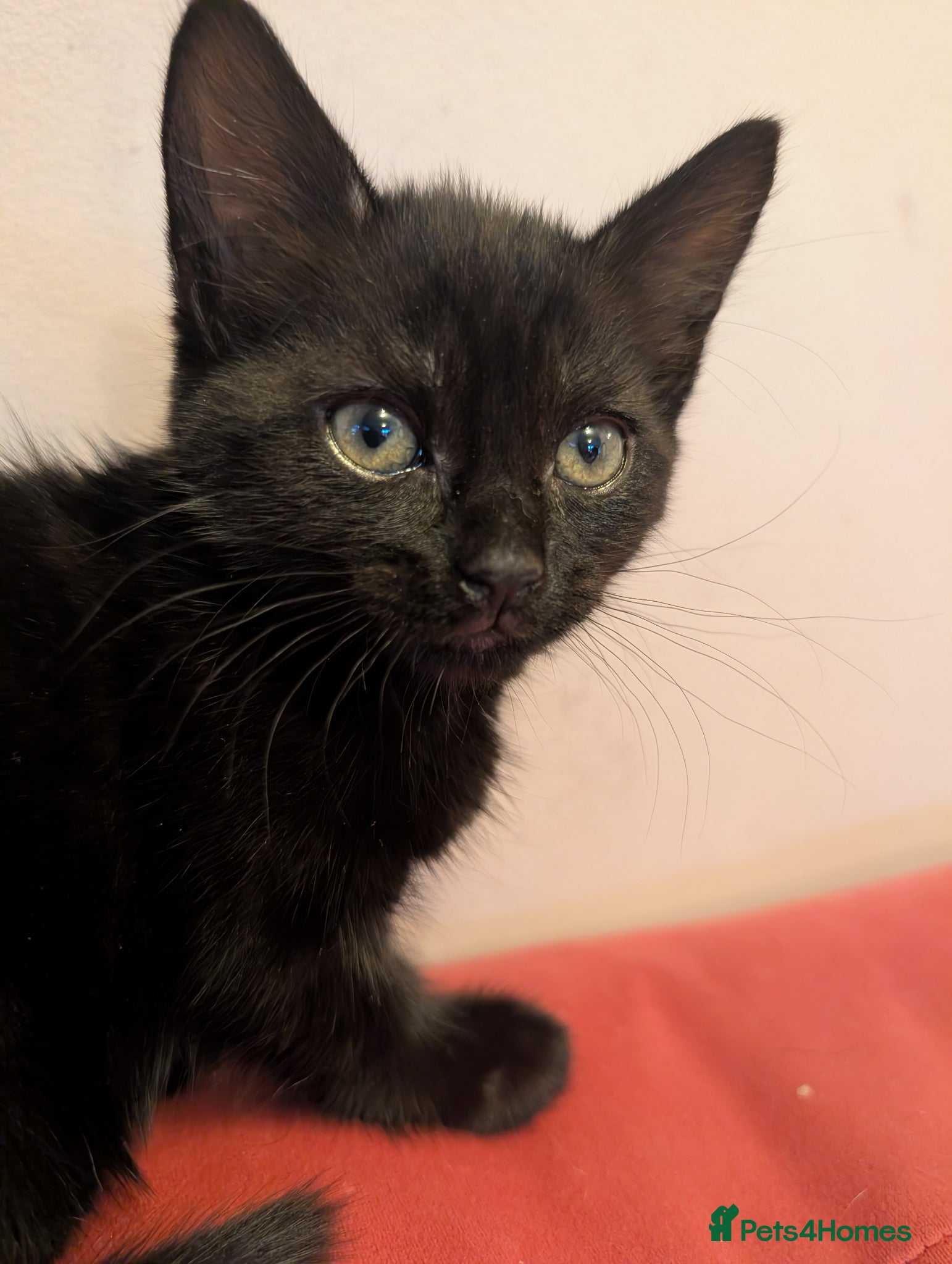Domestic Shorthair cats for sale: 🖤 LAST KITTEN REMAINING – Midnight 🖤 - Advert 3
