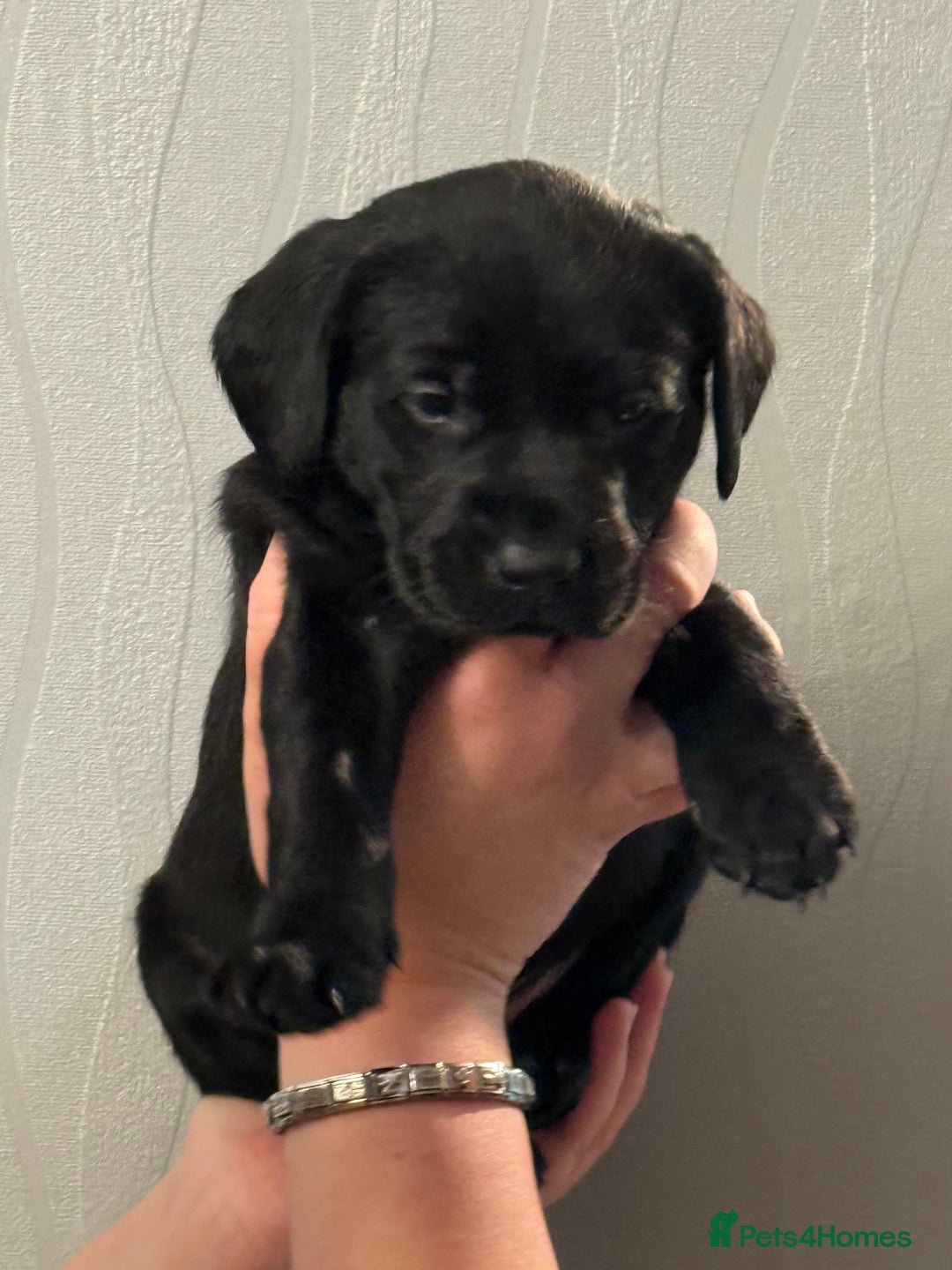 Labrador Retriever dogs for sale: Labrador puppies  - Advert 17