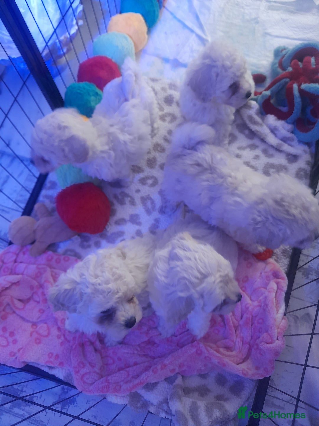 Poochon dogs for sale: Beautiful Poochon Puppies - Image 10