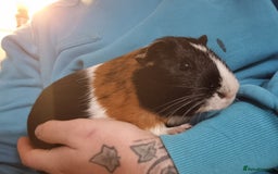 Guinea Pig rodents for sale: Pair of Male Guinea Pigs  - Image 6