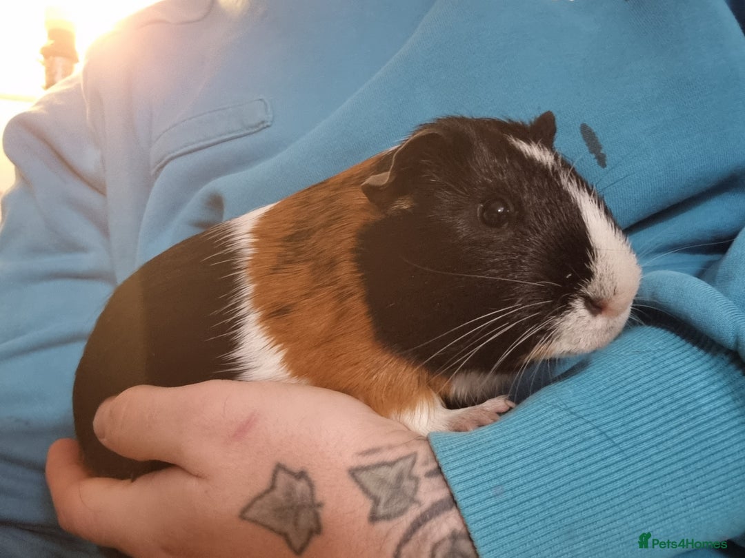 Guinea Pig rodents for sale: Pair of Male Guinea Pigs  - Image 6