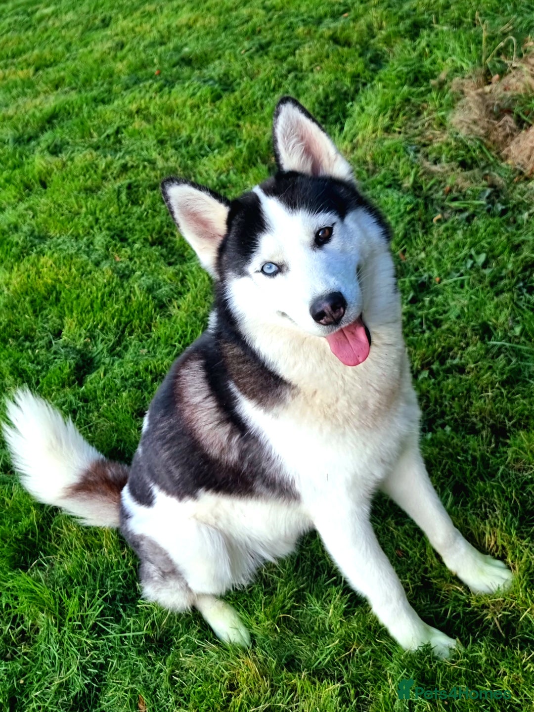 Siberian Husky dogs for sale: Two beautiful husky for rehoming  - Image 4