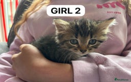 British Shorthair cats for sale: Friendly and beautiful kittens - ready now  - Image 10