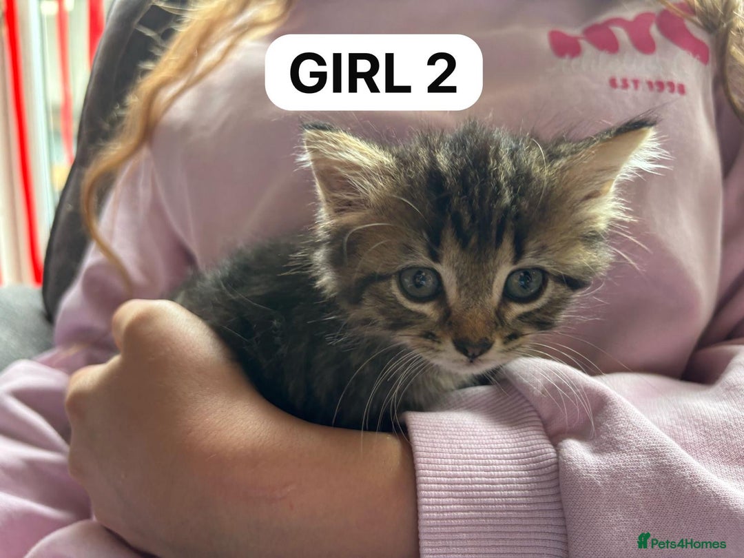British Shorthair cats for sale: Friendly and beautiful kittens - ready now  - Image 10