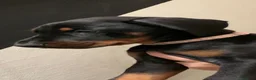 Dobermann dogs for sale: Royal KC Doberman puppies  - Advert 18