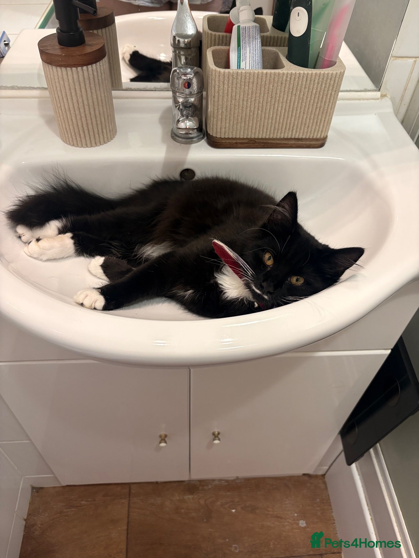 British Longhair cats for sale: 7 month old kitten - Advert 4