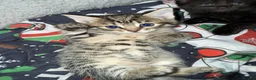 Mixed Breed cats for sale: Kittens for sale  in Clacton-on-Sea - Advert 2