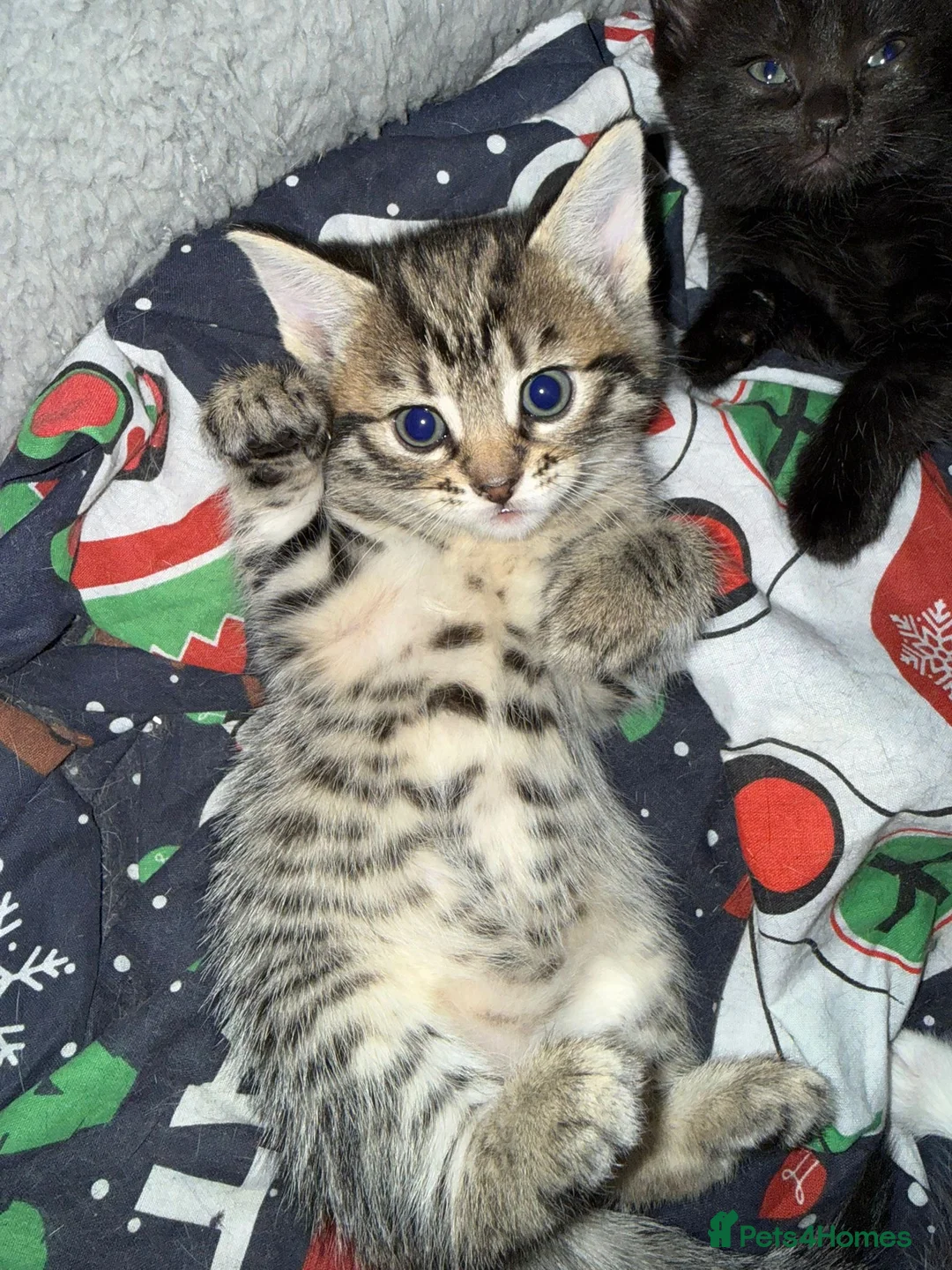 Mixed Breed cats for sale: Kittens for sale  in Clacton-on-Sea - Advert 2