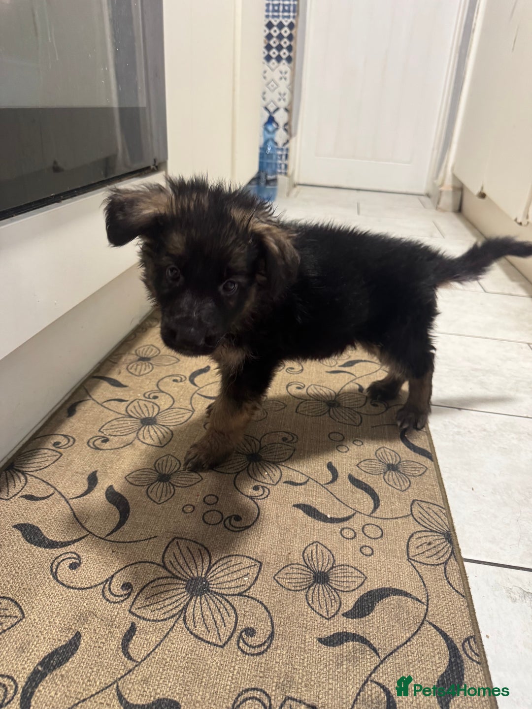 German Shepherd dogs for sale: German Shepherd Puppies  - Advert 11