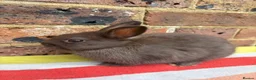 Netherland Dwarf rabbits for sale: Sweet chocolate & Blue Netherland Dwarf bunnies - Advert 12