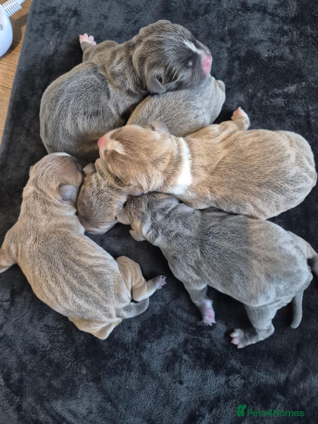 Staffordshire Bull Terrier dogs for sale: KC REG STAFFORDSHIRE BULL TERRIER PUPS - Image 14