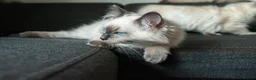 Ragdoll cats for sale: Beautiful GCCF Registered Ragdoll Kittens in Helensburgh - Advert 14