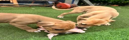 Lurcher dogs for sale: Wheaten bull greyhound - Advert 5