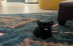 Russian Blue cats for sale: Russian blue cross kittens  - Image 5