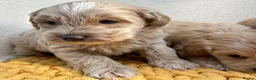Maltipoo dogs for sale: Maltipoo puppies for sale  in Port Talbot - Advert 5