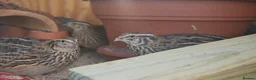 Quail poultry for sale: Family of Quails (Laying) - Advert 3