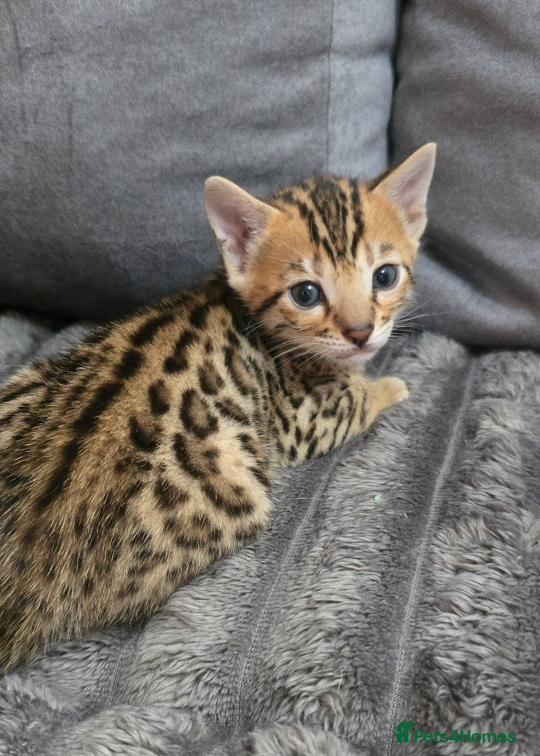 Bengal cats for sale: TICA Champion 2 boys available for reservation! - Advert 17