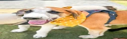 Mixed Breed dogs for adoption: Bentley - the cuddle monster - Advert 15