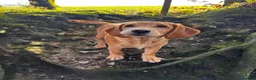 Cockerdor dogs for stud: Gorgeous cockerdor FOR STUD - Advert 20