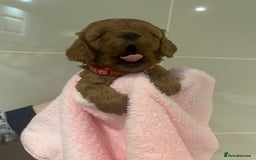 Cavapoo dogs for sale: 5⭐️ F1B Cavapoo’s - Image 21
