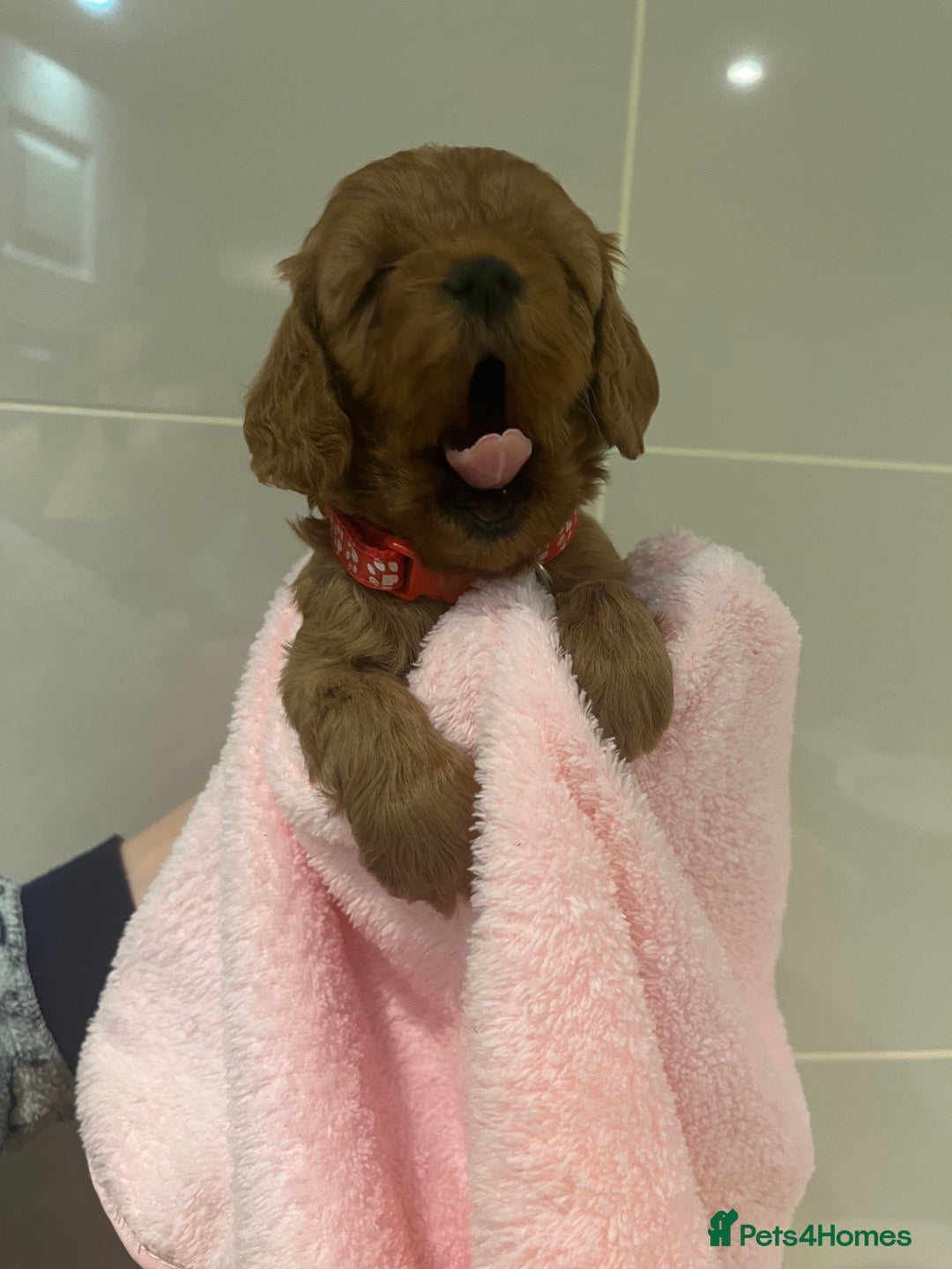 Cavapoo dogs for sale: 5⭐️ F1B Cavapoo’s - Image 21