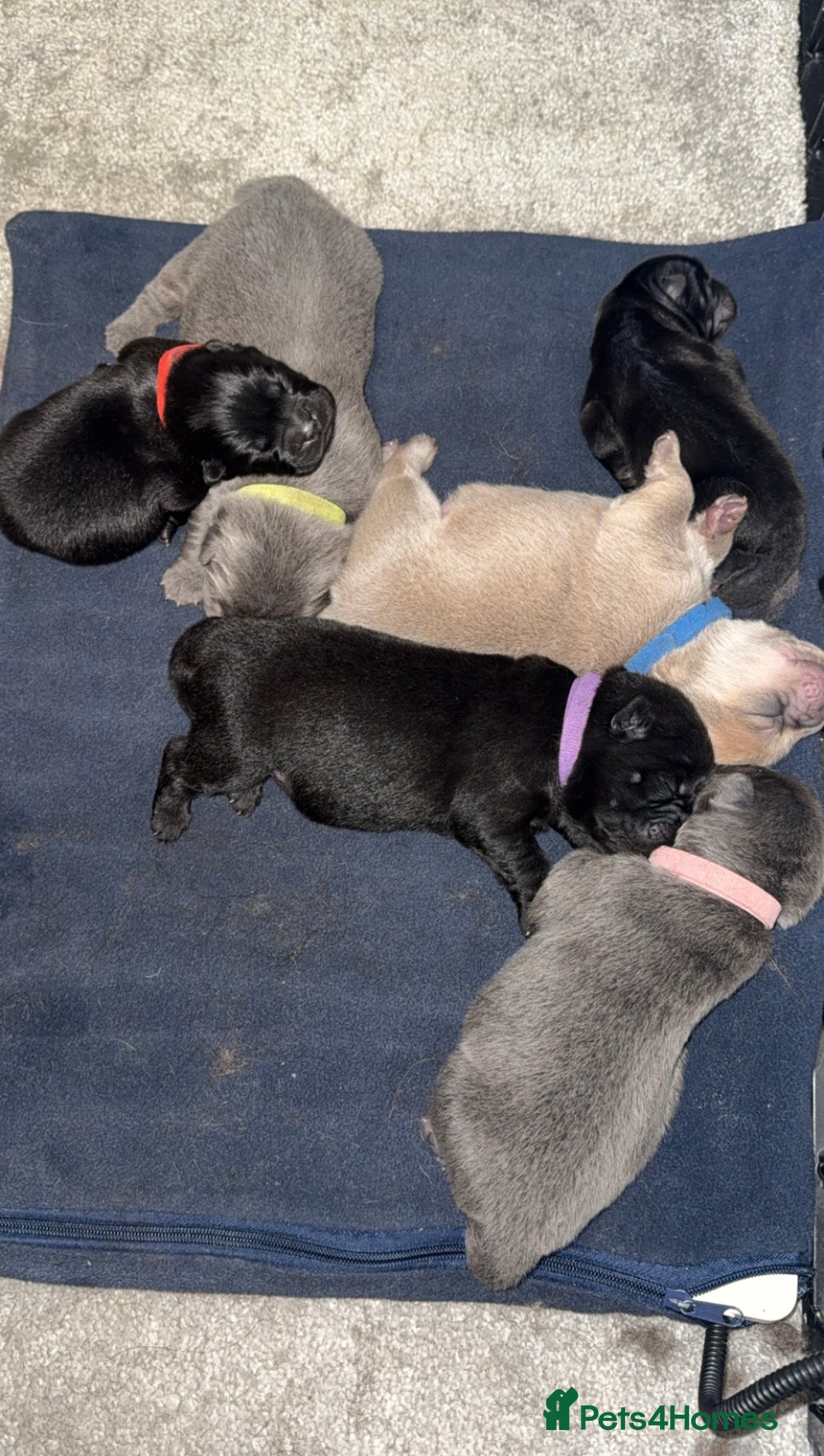 Chow Chow dogs for sale: Last female reduced! Ready to leave now!!  - Advert 5